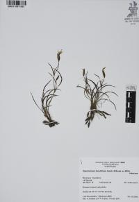 Sisyrinchium tenuifolium image